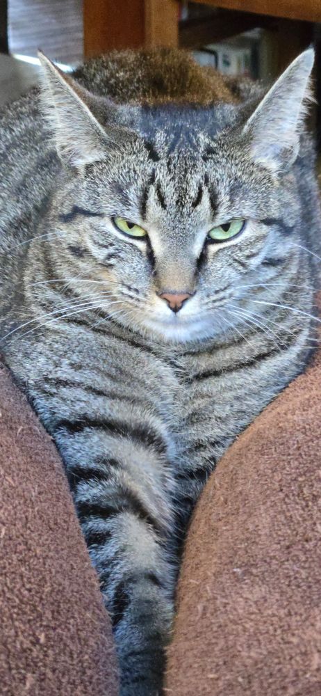A cat staring at you!