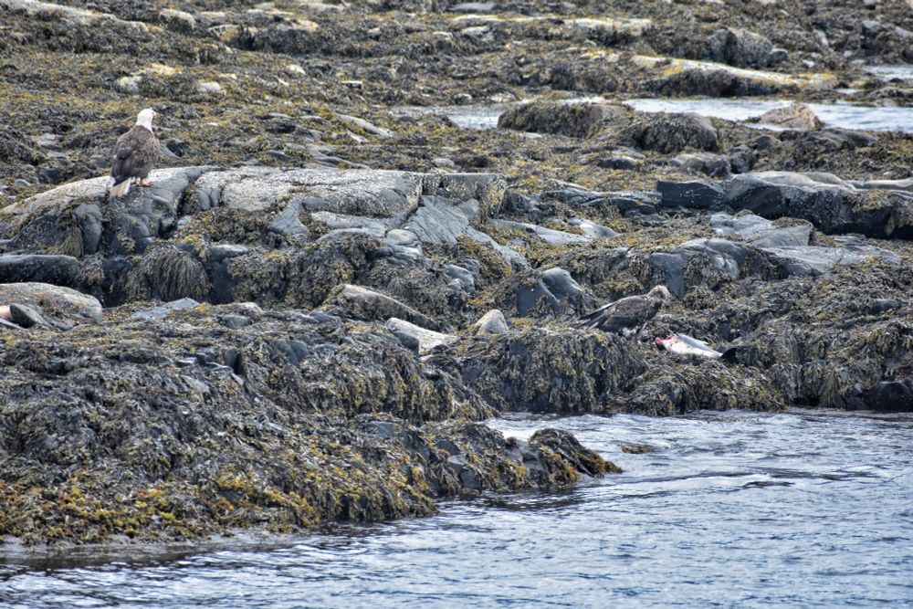 An adult bald eagle standing guard while a juvenile bald eagle feasts on a young harbor porpoise. We were on a tour, and this site quite stunned the Naturalist. Quite a large catch.