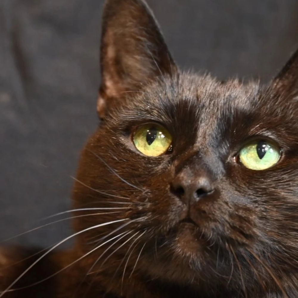 A photograph of our black cat named Acadia. We named her for the national park because of the campground Blackwoods where we always camp when we visit. We had to say goodbye to this sweet cat late Fall 2024.