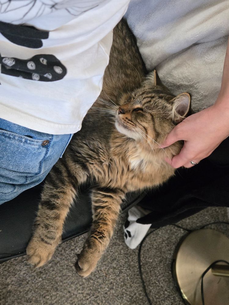 Cat behind human on same chair