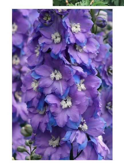 closeup of a delphinium stalk, with purple and blue double flowers with a white bee (eye)