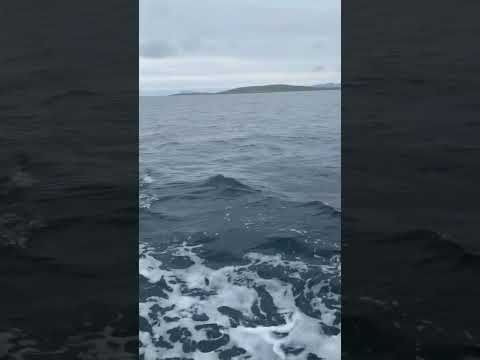 Dolphins off west cork today!