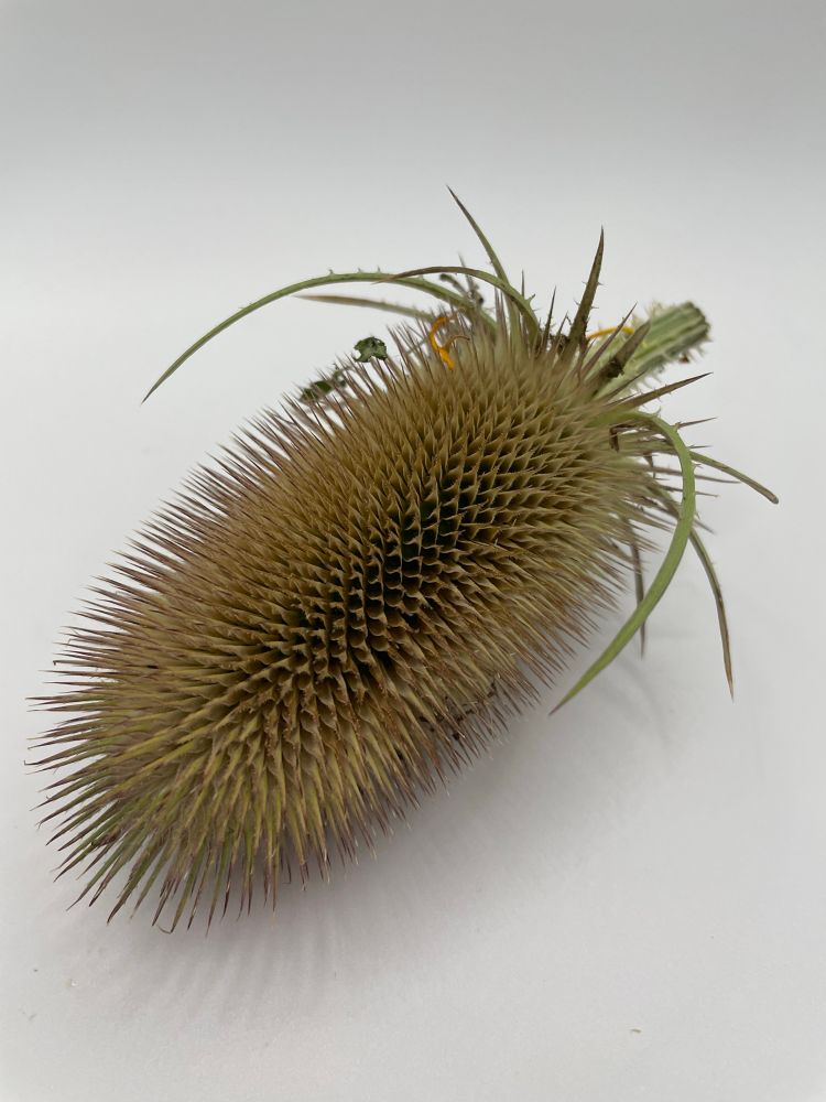 Mature teasel seed head - spiky brown oval thing.  