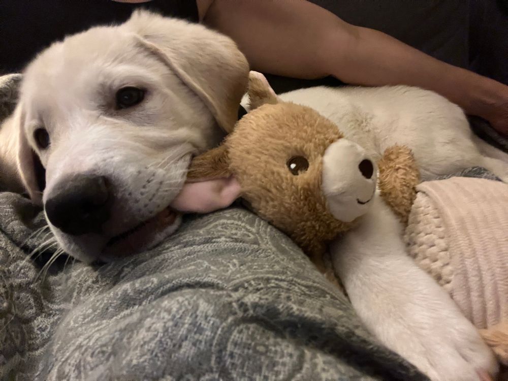 Great Pyrenees puppy chewing on a kangaroo toy