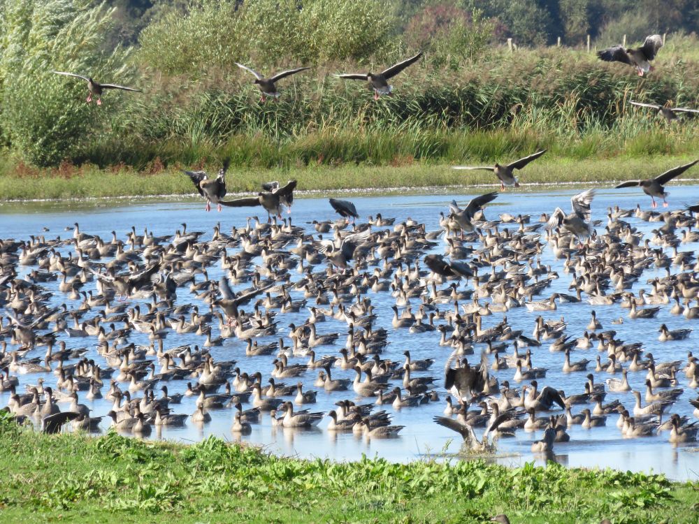 Pink-footed Geese Anser brachyrhynchus, The Mere, Martin Mere, 20th Sept 2019.