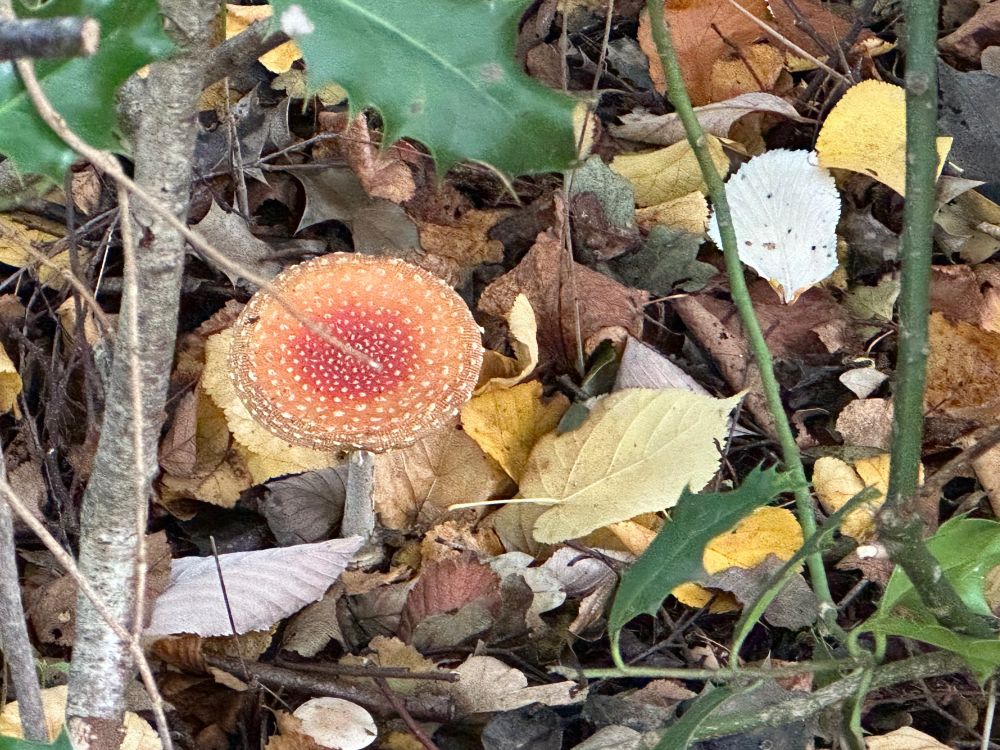 Fly Agaric