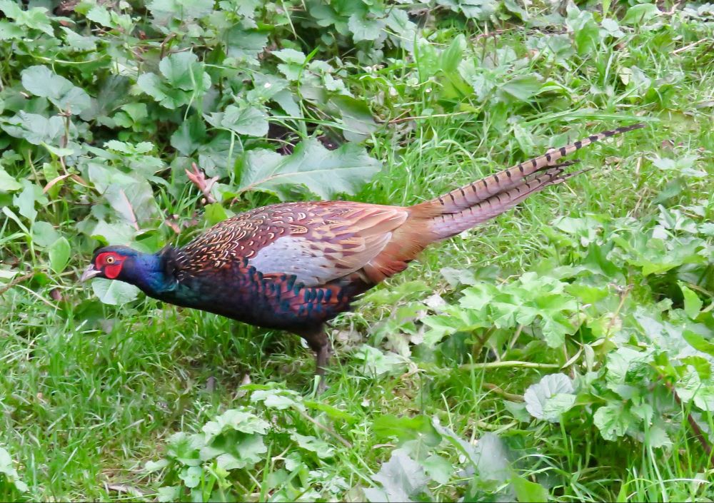 Common Pheasant Phasianus colchicus (cock bird), bird feeding station, Kear Hide, Martin Mere, 21st Sept 2022.
