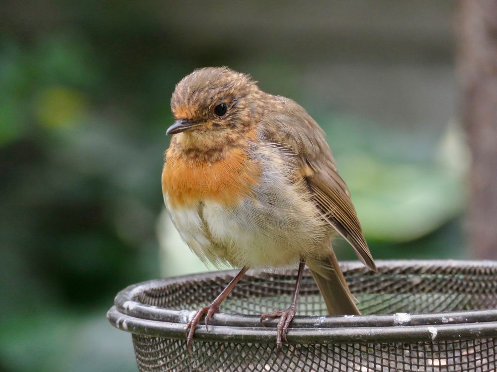European Robin Erithacus rubecula (juvenile moulting in adult plumage) on seed tray, back garden, 14th Aug 2018.