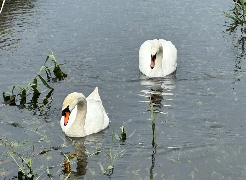 Mute Swan Cygnus olor (pair), stream by Rees Hide, Martin Mere, 25th June 2025.