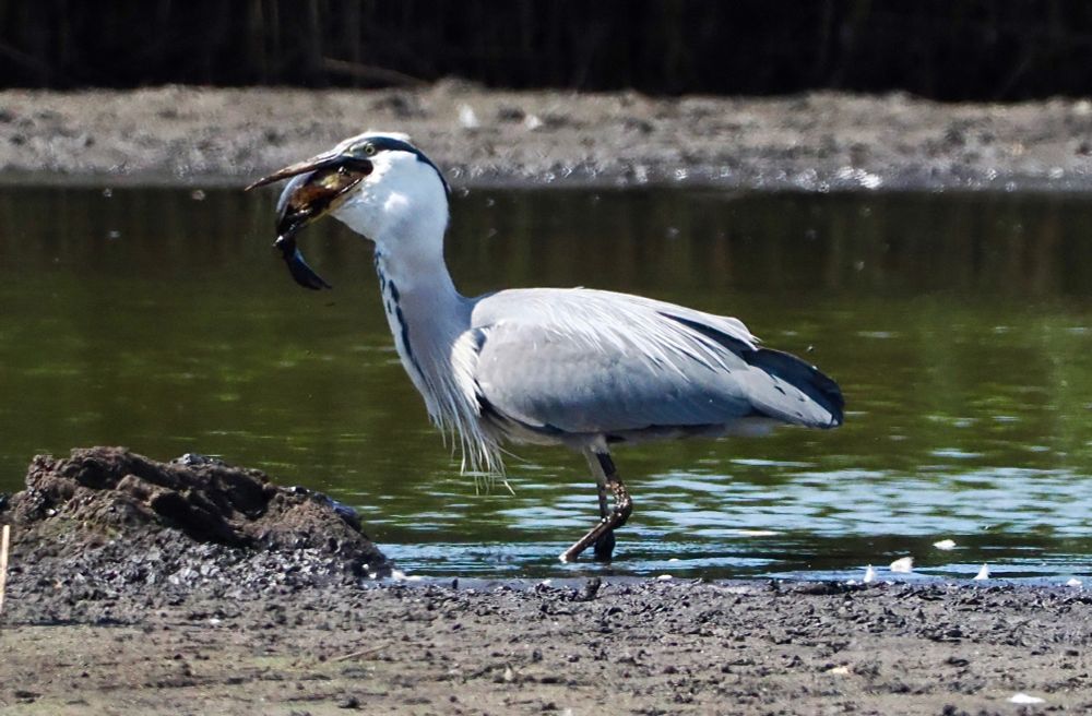 Grey Heron Ardea cinerea swallowing Carp, Woodend Marsh, Gordon Taylor Hide, Martin Mere, 21st May 2025.