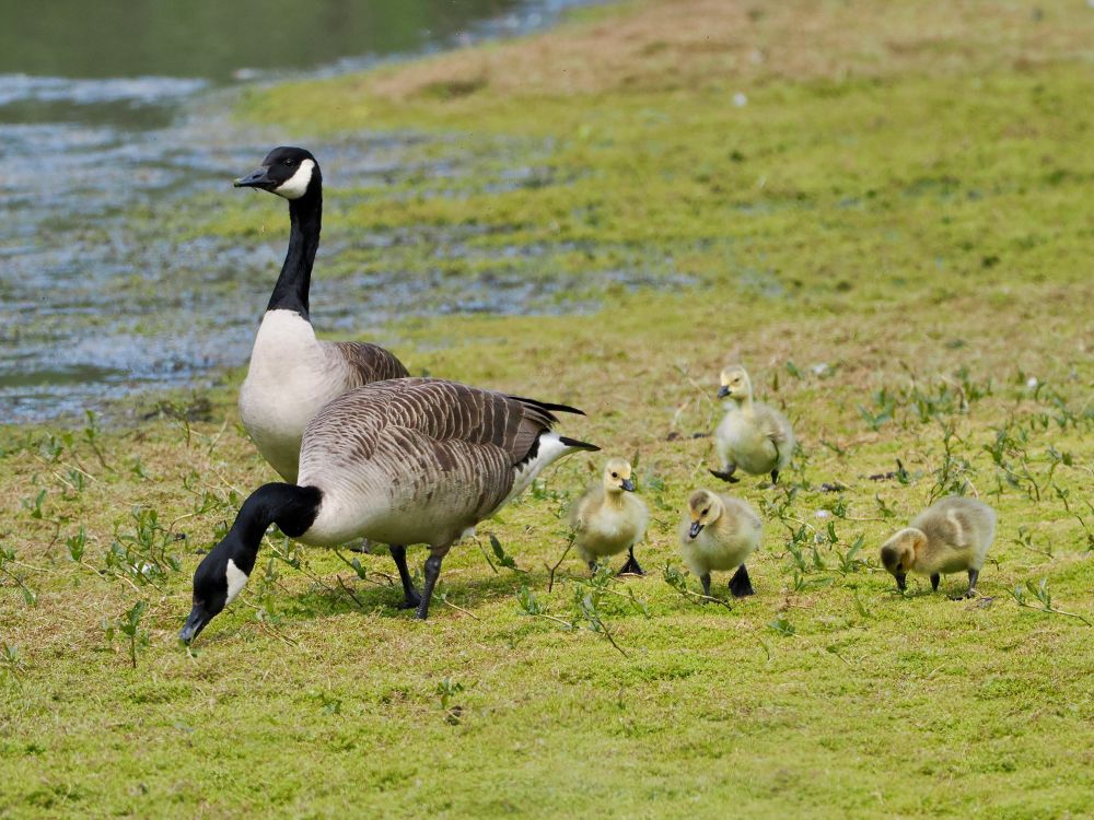 Canada Goose Branta canadensis family, Teal Scrape, Pennington Flash CP, 8th May 2025.