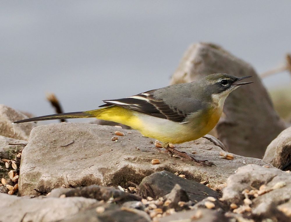 Grey Wagtail Motacilla cinerea (winter plumage), the Mere, Martin Mere, 30th Oct 2025.