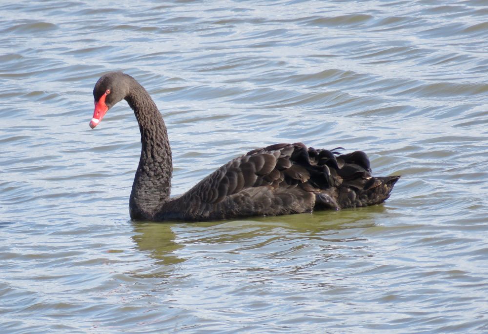 Black Swan Cygnus atratus (adult), Centenary Pool, Burton Mere Wetlands, 25th Aug 2018. There is a small feral UK population.