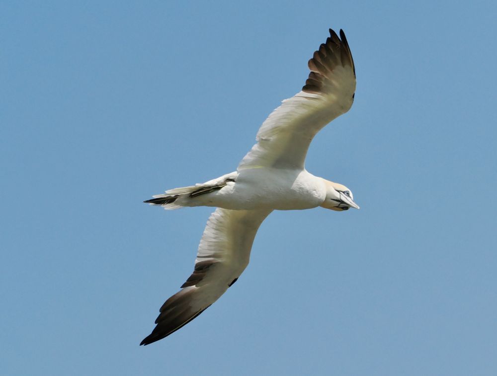 Northern Gannet Morus bassanus in flight looking at camera, Bempton Cliffs, 11th June 2025. Love that binocular vision!