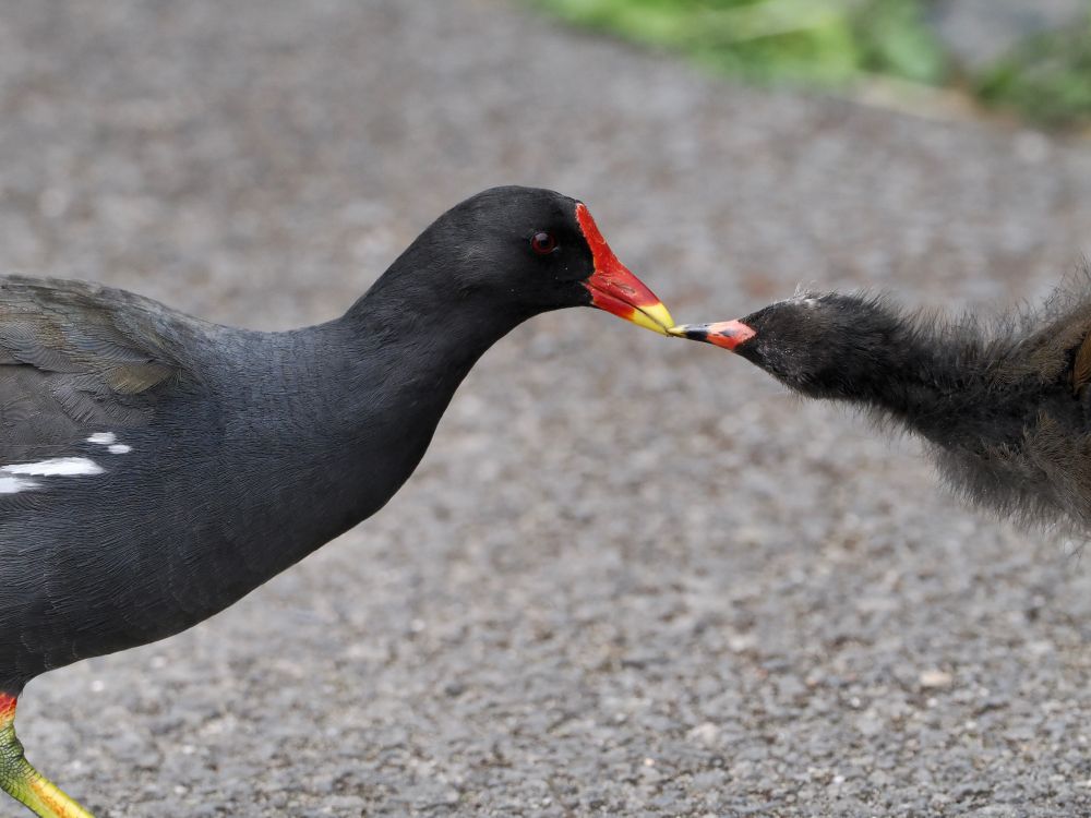 Common Moorhen Gallinula chloropus feeding its chick, 5th July 2023. 
