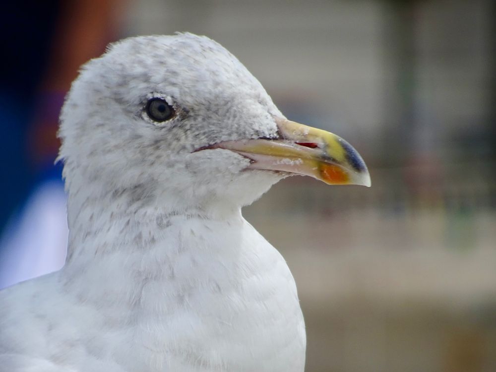 Closeup of European Herring Gull Larus argentatus (3rd calendar-year (2nd summer)), Pier Head, Liverpool, 14th July 2015.