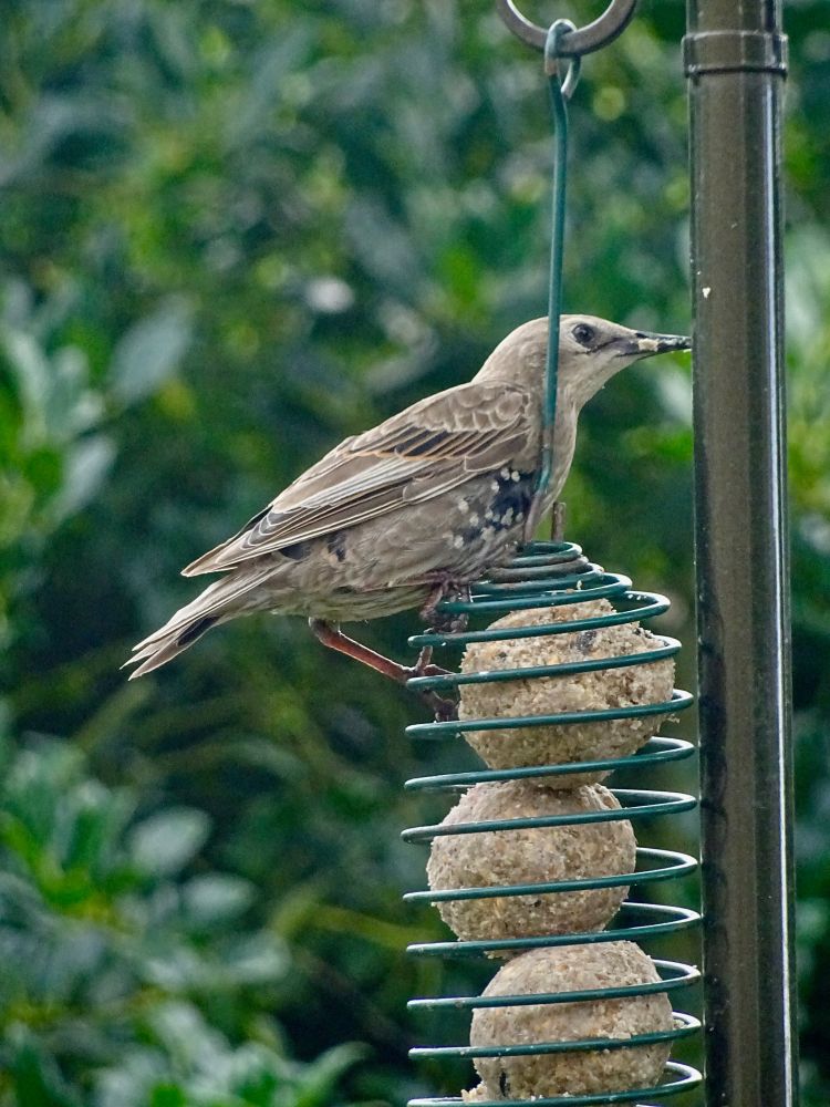 Common Starling Sturnus vulgaris (juvenile moulting into adult plumage) on fat ball feeder, back garden, 7th Aug 2016).