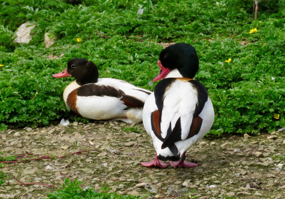 Common Shelduck Tadorna tadorna (pair), the Mere, Martin Mere, 8th June 2022.