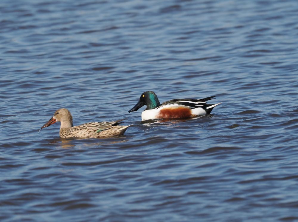 Northern Shoveler  Spatula (Anas) clypeata (pair), Woodend Marsh, Martin Mere, 2nd April 2025.