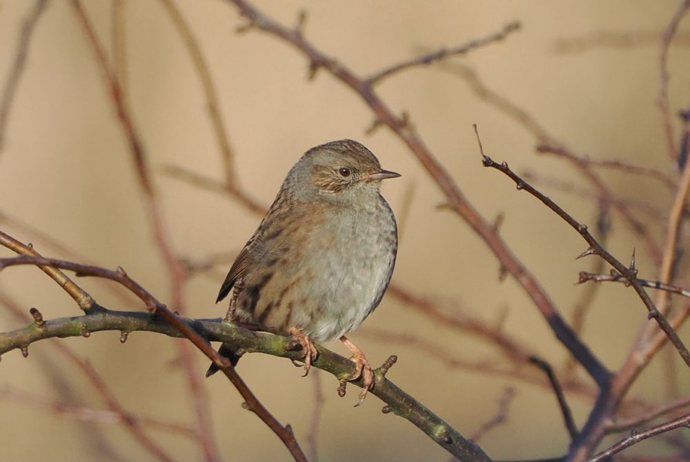 Dunnock Prunella modularis by Nature Trail feeders, Martin Mere, 15th Jan 2025.
