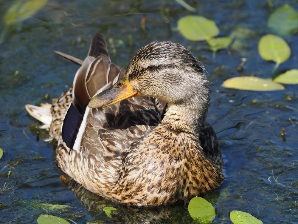 Mallard Anas platyrhynchos (female) on stream from bridge by Rees Hide, Martin Mere, 25th June 2025.