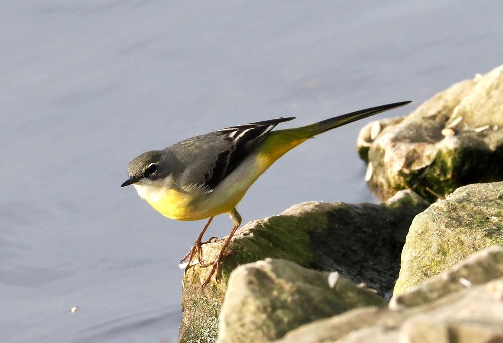 Grey Wagtail Motacilla cinerea (winter plumage), the Mere, Martin Mere, 30th Oct 2025.