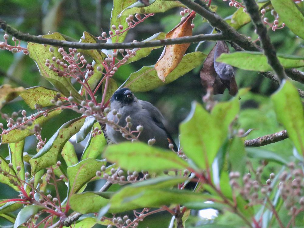 Azores Bullfinch Pyrrhula murina (adult) eating Azores Laurel Laurus azorica fruit, São Miguel Island, Azores, 12th Oct 2017. Record shot taken in low light.
