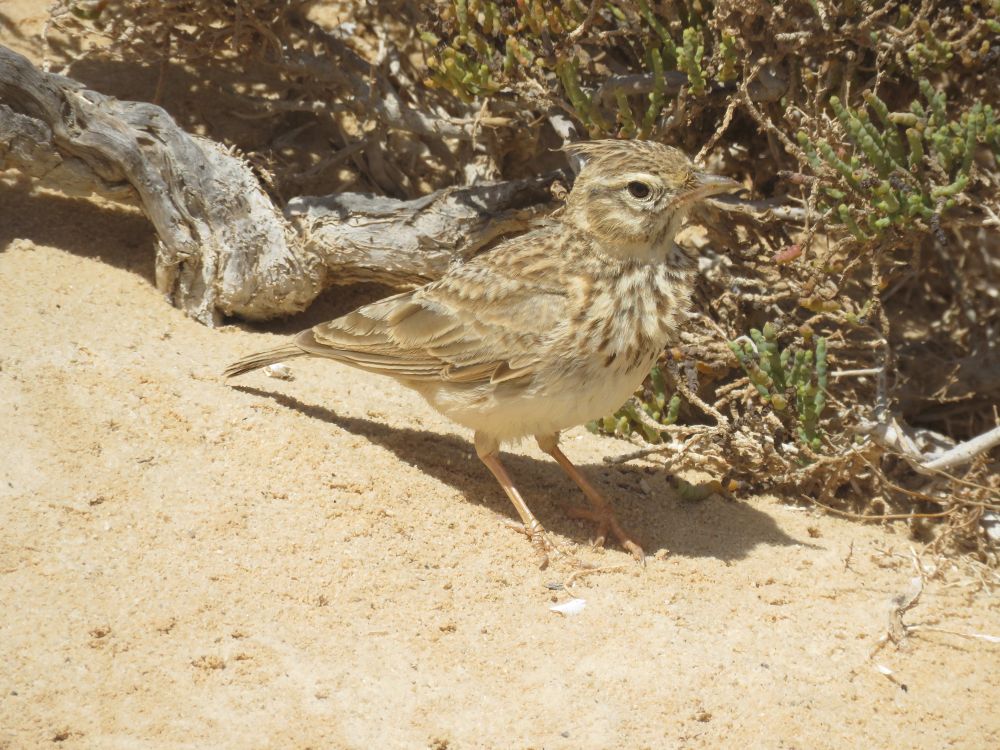 Thekla’s Lark Galerida theklae, coastal desert, Western Sahara, 19th Mar, 2019.