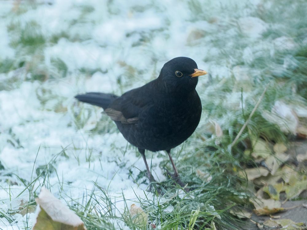 Eurasian Blackbird Turdus merula (1W male) in back garden, 15th Dec 2022.