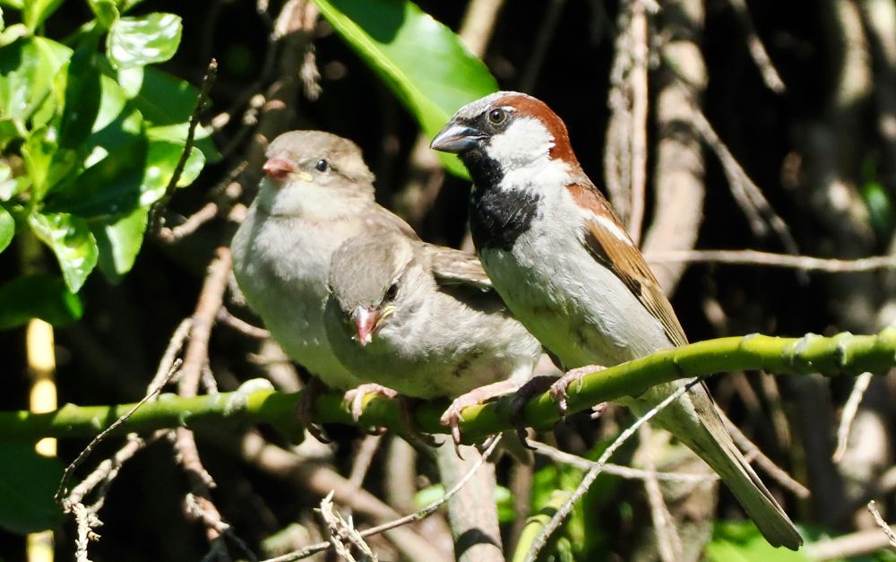 House Sparrow family (male and 2 juveniles) in Holly bush, back garden.