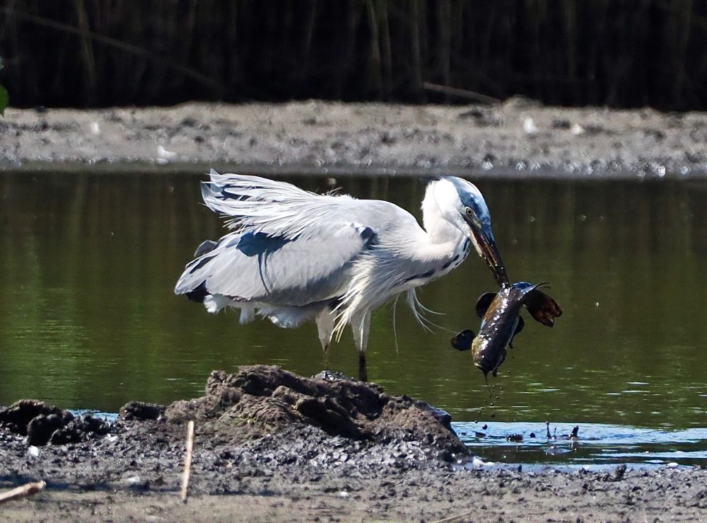 Grey Heron Ardea cinerea with Carp, Woodend Marsh, Gordon Taylor Hide, Martin Mere, 21st May 2025.