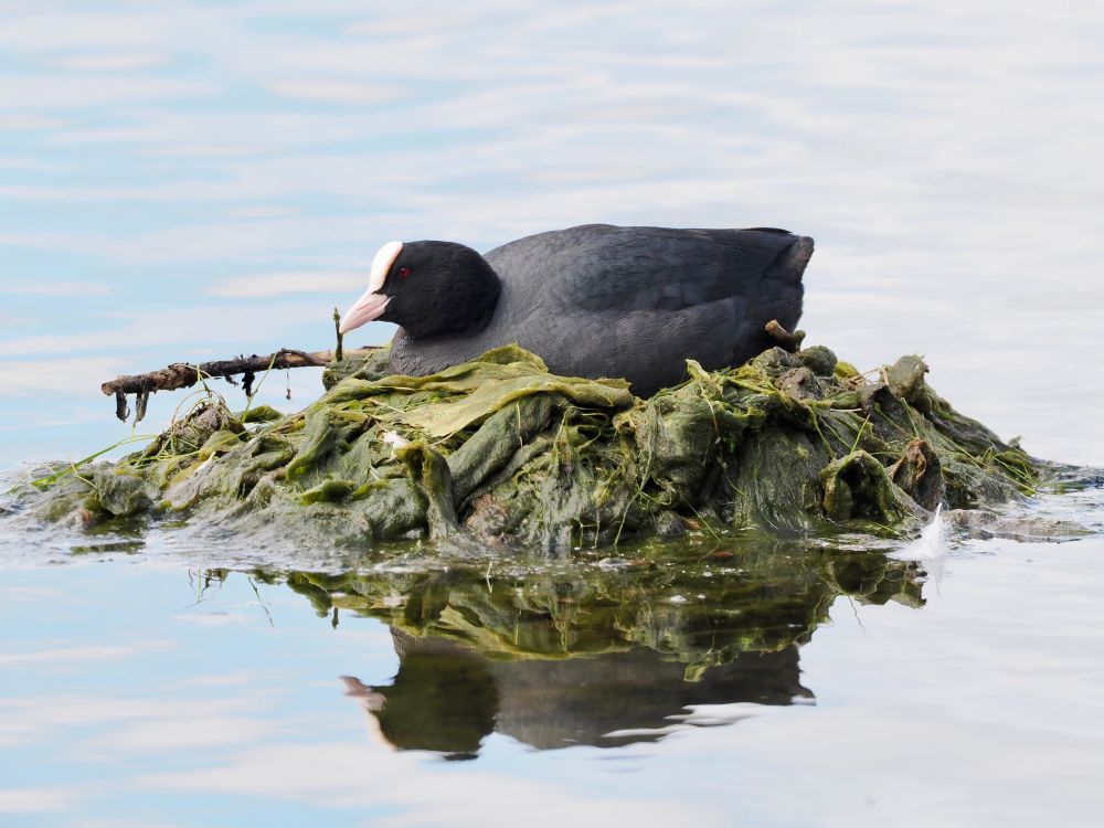 Eurasian Coot Fulica atra on nest made of filamentous algal near car park, Pennington Flash CP,  8th May 2025.