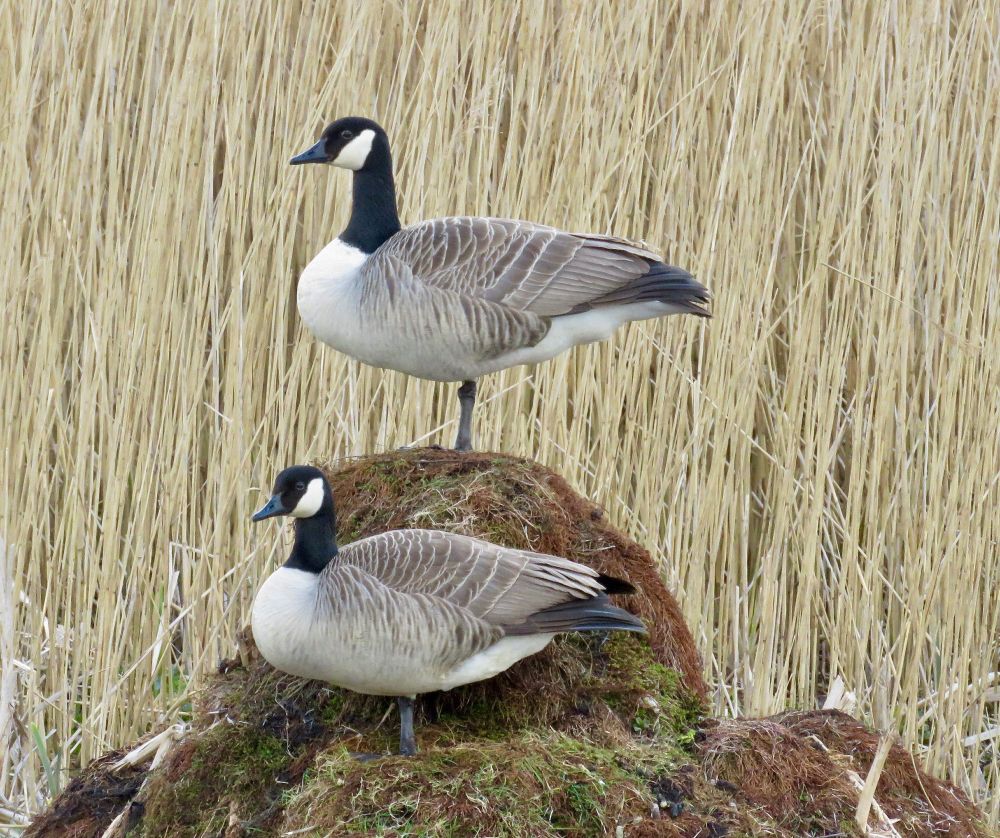 Canada Goose Branta canadensis pair, reedy pool, Marsh Covert Hide, Burton Mere Wetlands, 31st March 2022. King of the castle!