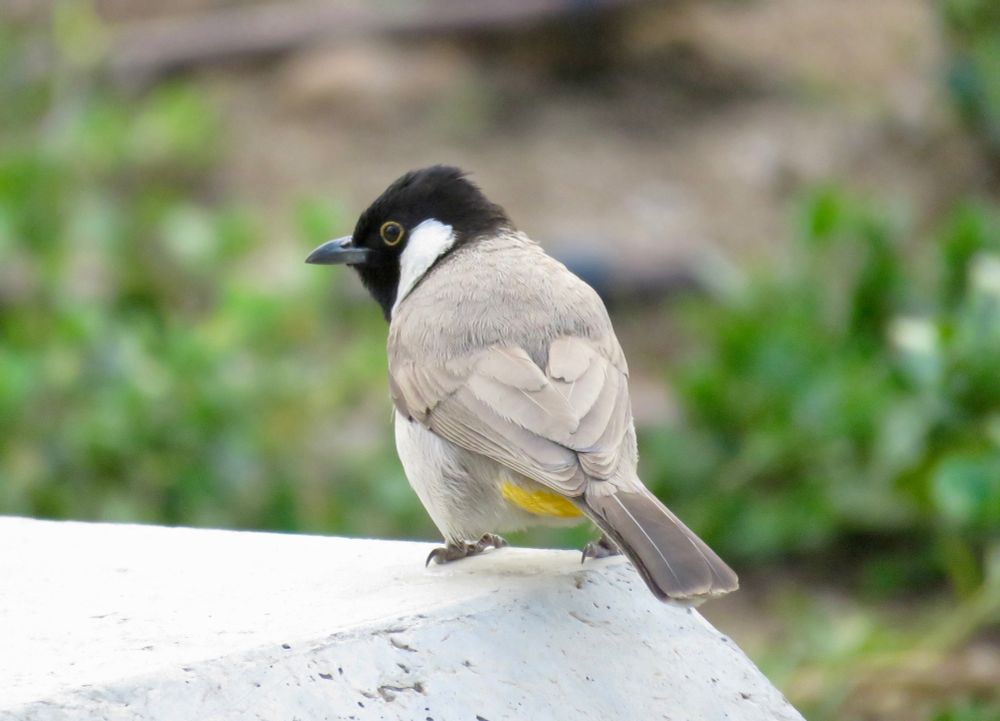 White-eared Bulbul Pycnonotus leucotis, Al Shaheed Park, Kuwait City, Kuwait, 13th April 2019.