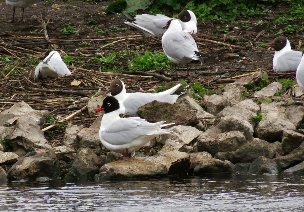 Mediterranean Gull Ichthyaetus melanocephalus (adult, summer plumage) in Black-headed Gull colony, the Mere, Martin Mere, 4th May 2022.