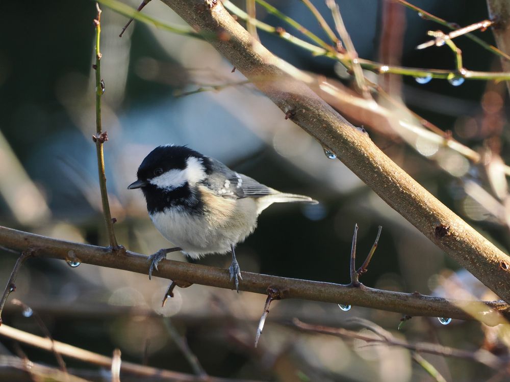 Coal Tit Periparus ater in Mirabella Plum, back garden, 19th Jan 2023.
