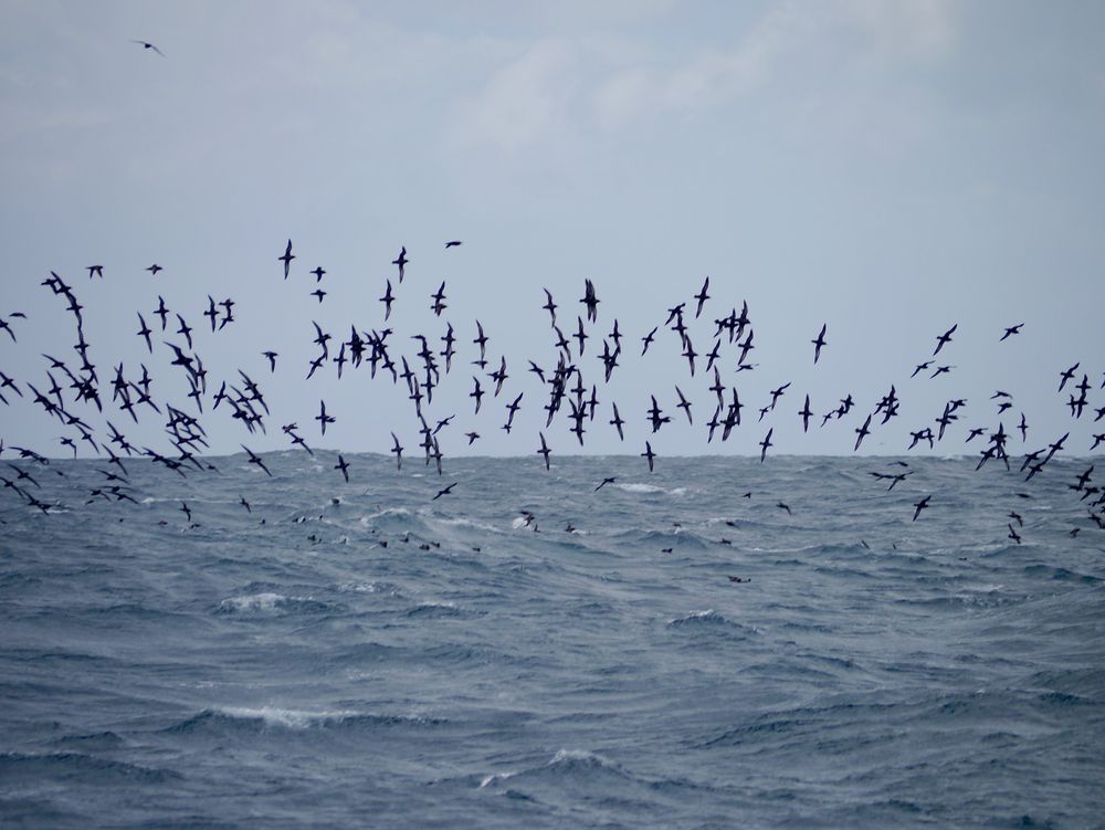 Sooty Shearwater Puffinus griseus flock, Stewart Island Pelagic, New Zealand, 11th Nov 2015.