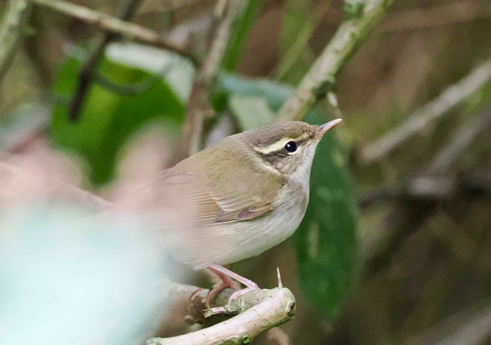 Pale-legged Leaf Warbler Phylloscopus tenellipes, Bempton Cliffs RSPB reserve, 2nd Oct 2024. (Record shot).