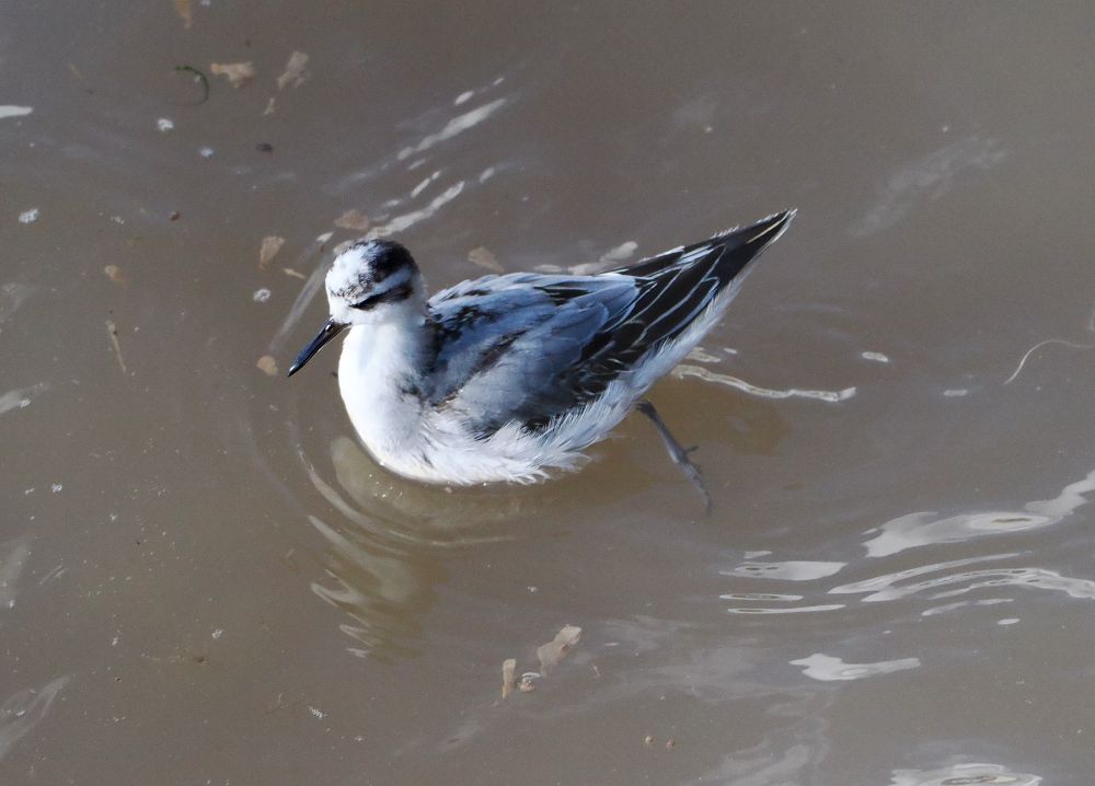 Grey Phalarope Phalaropus fulicarius (1W) from North Pier by harbour wall, Bridlington Harbour, 7th Oct 2024.