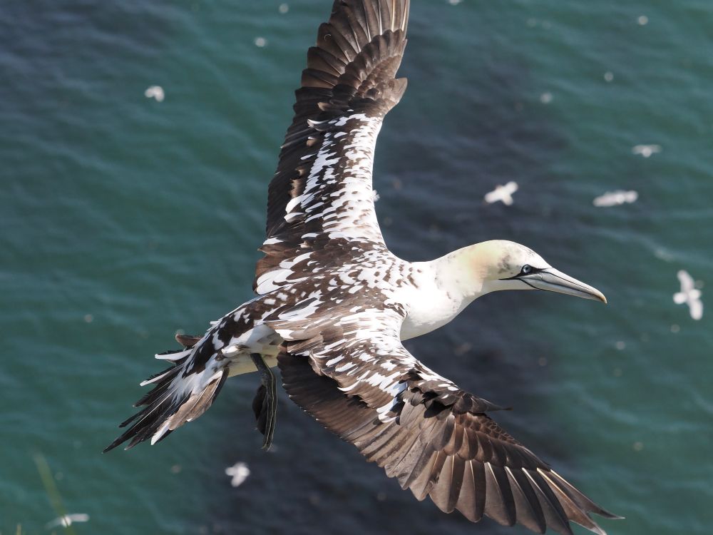 Northern Gannet Morus bassanus (subadult) in flight, Bempton Cliffs, 11th June 2025. A beautiful bird. 