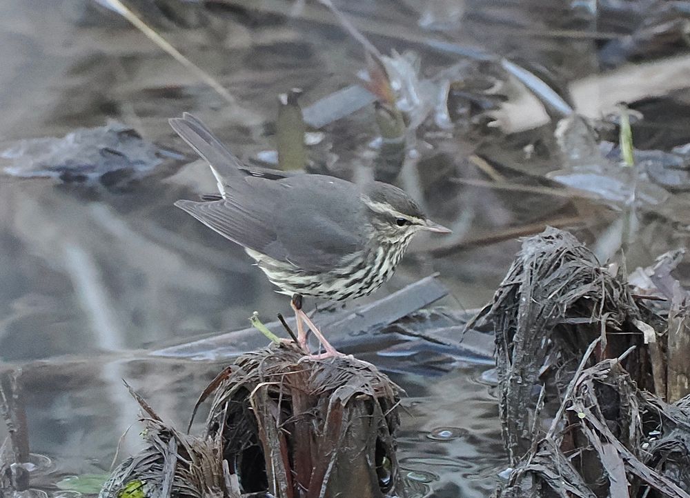 1W Northern Waterthrush Parkesia noveboracensis in creek, Heybridge, Essex, 9th Jan 2024.