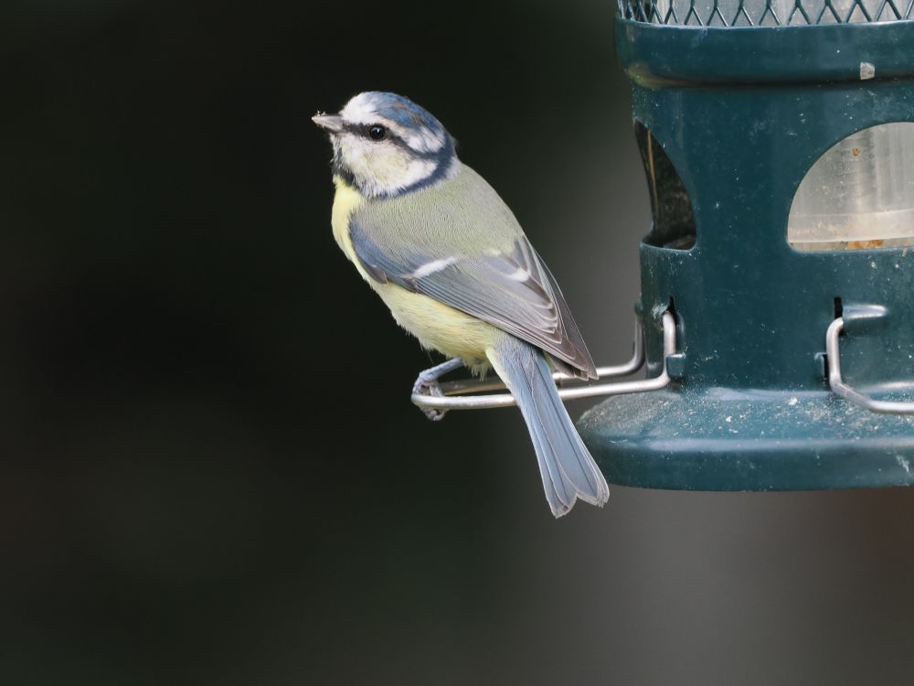 Blue Tit Cyanistes caeruleus on feeder, back garden, 6th Sept 2023.