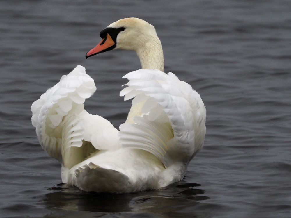 Mute Swan Cygnus olor (adult) in threat display (busking), the Mere, Martin Mere, 11th Oct 2022.