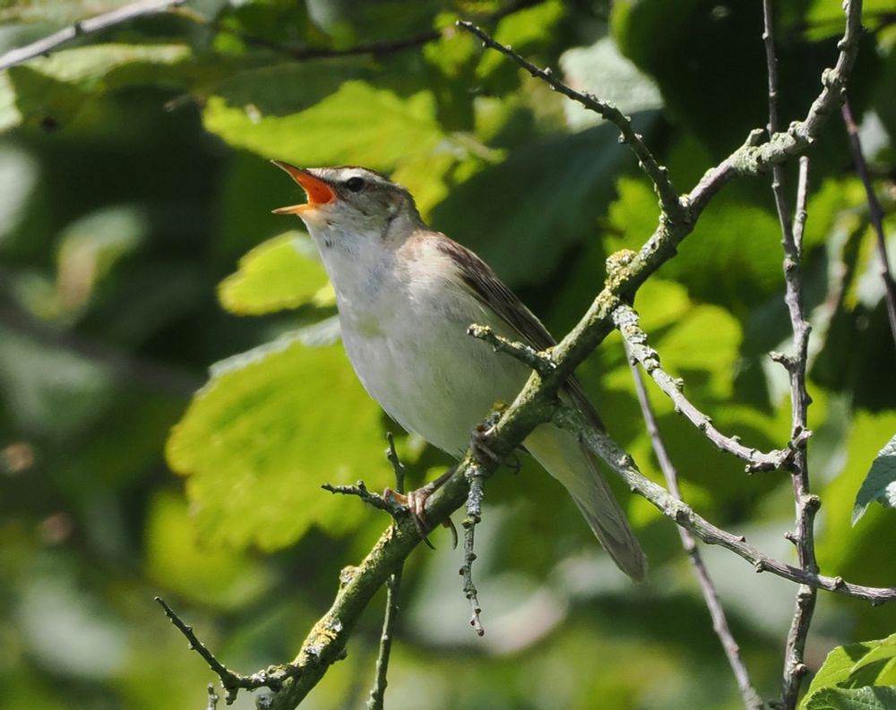 Sedge Warbler Acrocephalus schoenobaenus (singing male), Marsh Boardwalk, Burton Mere, 2nd July 2025.
