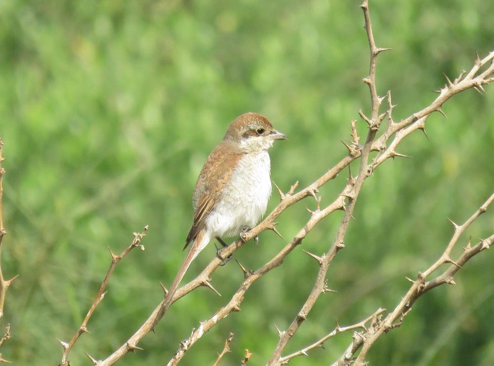 Red-backed Shrike Lanius collurio (1st winter), Al Shaheed Park, Kuwait City, Kuwait, 30th Nov 2017.