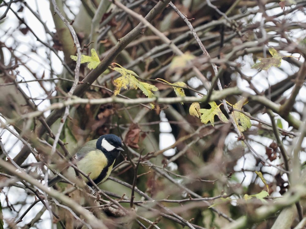 Great Tit Parus major (male) in Hawthorn, back garden, 2nd Dec 2022.