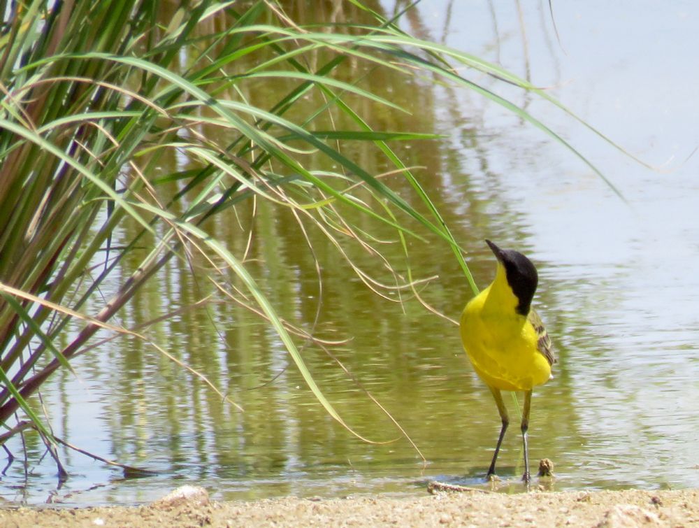 Black-headed Wagtail Motacilla flava feldegg (summer plumage), artificial lake, Sulaibiya Pivot Fields, Kuwait, 14th April 2019. It’s a subspecies of the Western Yellow Wagtail. 
