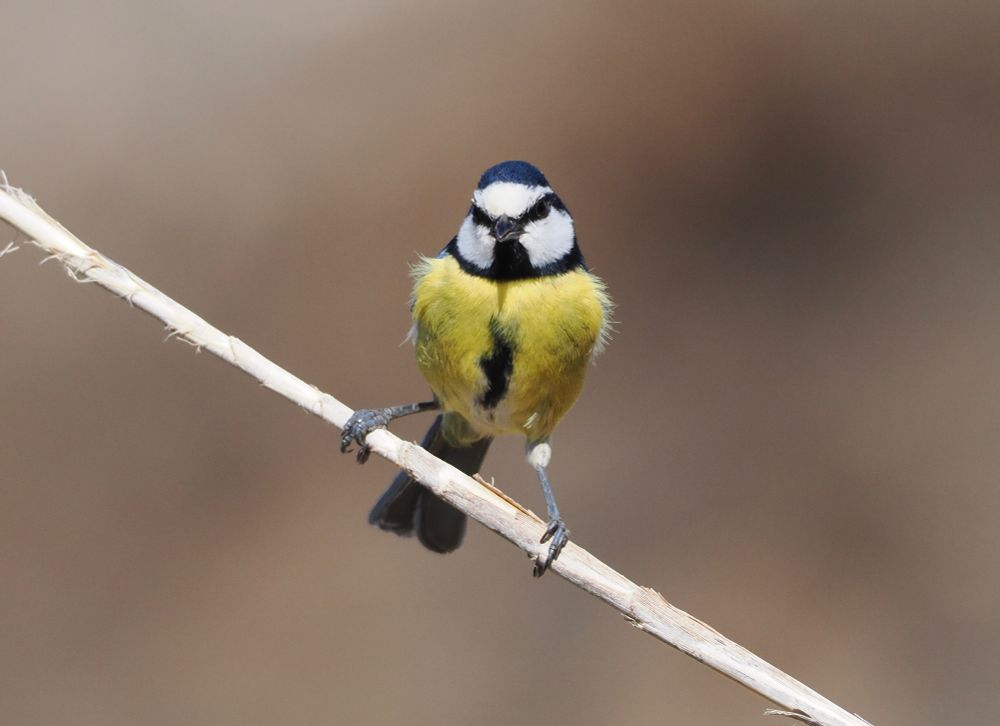 African Blue Tit Cyanistes teneriffae hedwigii (territorial male), Parque Arqueologico Del Maipes, Gran Canaria, 24th Nov 2023.

