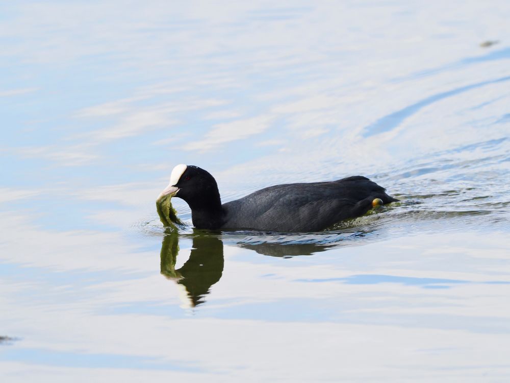 Eurasian Coot Fulica atra bringing nest material (filamentous algal mat) towards nest by car park, Pennington Flash CP,  8th May 2025.