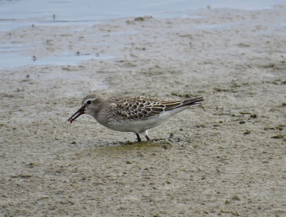 White-rumped Sandpiper Calidris fuscicollis (juvenile), Cabo de Praia Quarry, Terceira, Azores, 19th Oct 2017.
